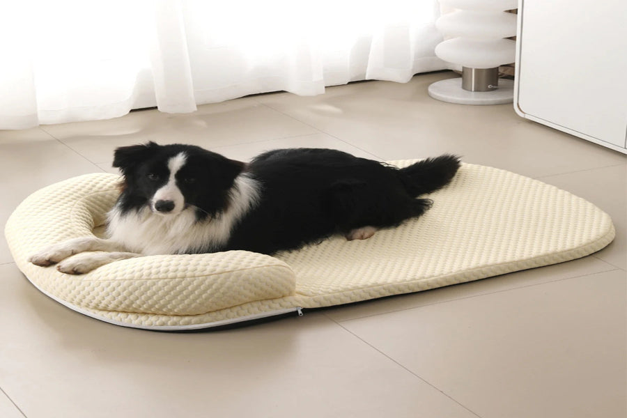 Dog lying on a beige pet bed in a room with light-colored flooring and white curtains.